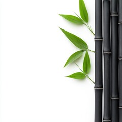 Bamboo growth and leaf patterns in a tranquil natural setting close-up view botanical photography