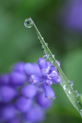 blue flower with dew drops