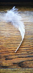 A delicate white feather rests gently, a serene and symbolic sign on my birthday. A moment of peace, mystery, and spiritual meaning, reminding me of guidance, hope, and a connection beyond.