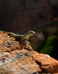 lizard on a Rock - Madeira 