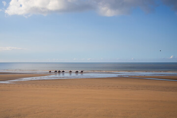 horses on the beach