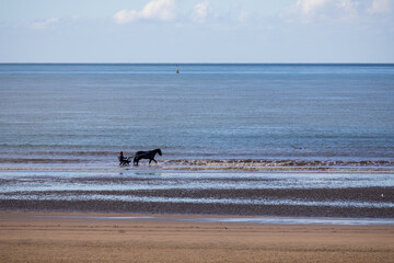 horses on the beach
