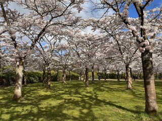 Obraz premium Cherry Blossom Trees in Full Bloom at Amstelveen Bloesempark in Spring, Spring travel in the Netherlands 
