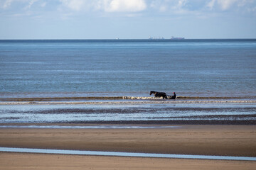horses on the beach