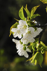 Garten im Frühling, Österreich, NIederösterreich, Südliches