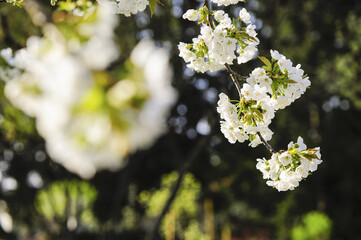 Garten im Frühling, Österreich, NIederösterreich, Südliches