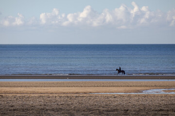 horse galloping on the beach