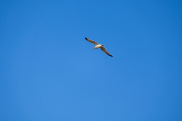 Obraz premium seagull in flight in summer