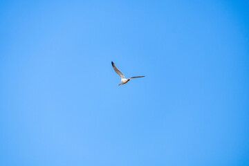 seagull in flight in summer