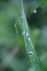 water drops on a grass