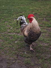 Rooster standing on grass in brandys nad labem