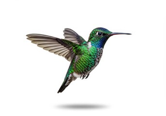 Fototapeta premium Hovering hummingbird displays vibrant colors in a clear environment during daylight hours