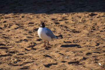 seagull on the beach