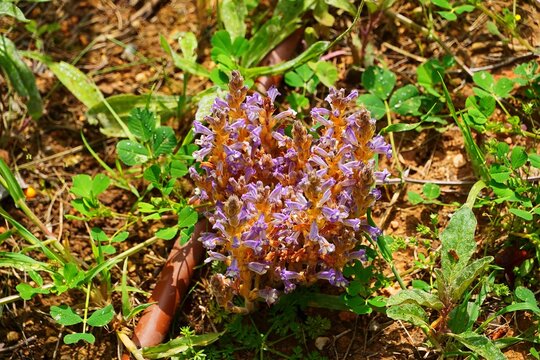 Broomrape, or Orobanche ramosa, wild plant, in Attica, Greece