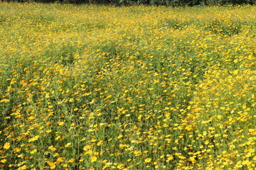 flowers Crotalaria yellow background blur filled with blooming.