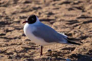 seagull on the beach