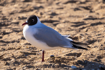 seagull on the beach