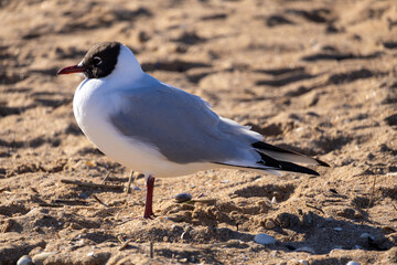 seagull on the beach
