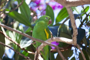 A green and yellow parrot is perched on a branch