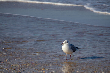 seagull on the beach
