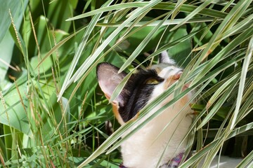 A cat is looking through the leaves of a plant