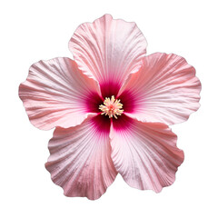 Detailed pink hibiscus bloom isolated on white. Macro shot for botanical designs, wedding invitations, springtime cards, beauty product ads. Isolated on transparent background.