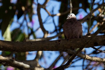 A small bird is perched on a branch in a tree