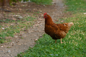 Brown hen waddles along a grassy path under soft afternoon sunlight in a rural setting