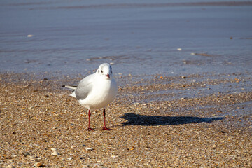 seagull on the beach
