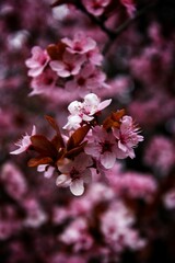 pink cherry blossom