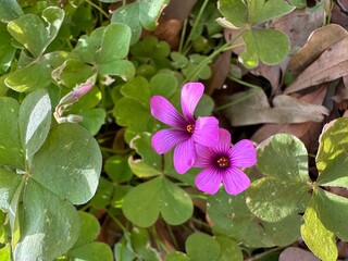 Pink clover flower