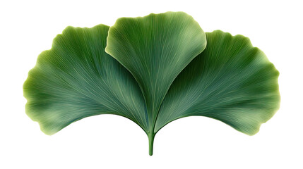 Ginkgo Leaf: Close-up shot of a vibrant ginkgo leaf, showcasing its unique fan-shaped structure and lush green hues, a symbol of longevity and resilience.