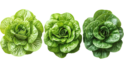 Fresh Greens: A vibrant collection of three healthy heads of fresh butter lettuce, showcasing their delicate, lush, and edible leaves ready to bring any culinary creation to life.