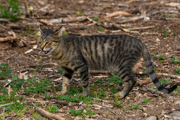 Striped feline explores a wooded area during the golden hour of a clear afternoon in nature