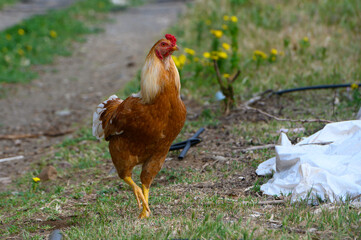 Fototapeta premium Chicken wanders freely through a vibrant field during the warm afternoon sunshine in a rural setting