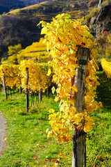 Weltkulturerbe Wachau im Herbst, Österreich, NIederösterreich,