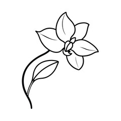 Elegant Line Drawing of a Single Delicate Orchid Flower