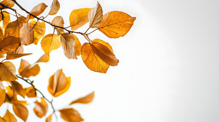 Fototapeta premium A branch with leaves on it is shown in a white background