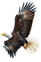 Obraz premium Isolated Eagle in Full Flight