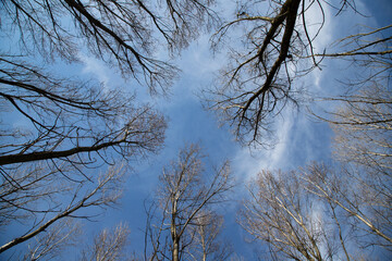 Overcast sky tree branches upward perspective moody nature photography