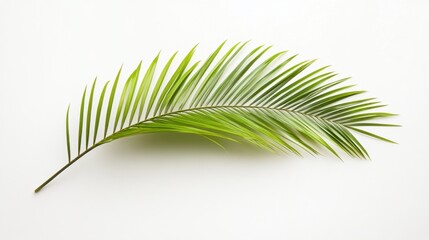 Fototapeta premium Green palm branch isolated. Generative AI