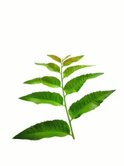 "Gentle nature makes you feel comfortable."