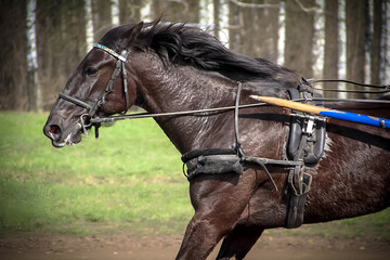 portrait of a horse