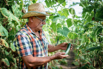 Farmer checking cucumber in a greenhouse. Agricultural concept