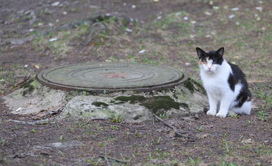 A black and white one-eyed cat sits on the ground near a manhole