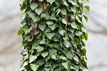 Tree covered by climbing ivy aka hedera.