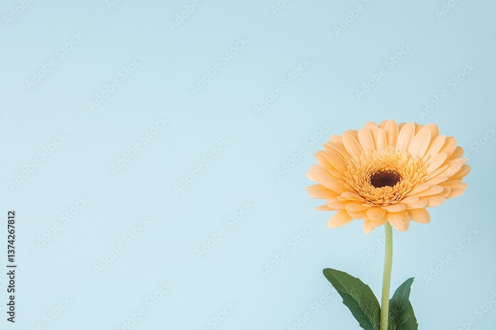 Poster single vibrant flower placed on plain white background centered with ample copy space for versatile 