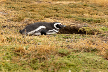 Penguins colony on the land. Magellanic penguin family with adult birds and baby chicks fauna wildlife in the ocean waters on Isla Magdalena island in the straight of Magellan, Punta Arenas, Chile.