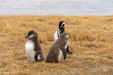 Penguins colony on the land. Magellanic penguin family with adult birds and baby chicks fauna...