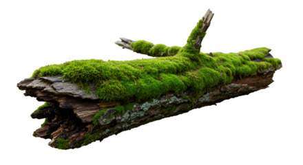 "Whispers of the Forest: A Study of Moss and Ivy"